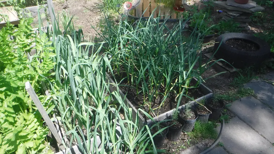 Garlic bed