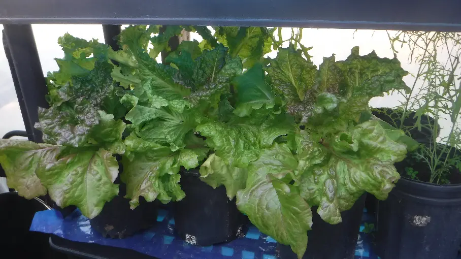 Ruby Leaf Lettuce