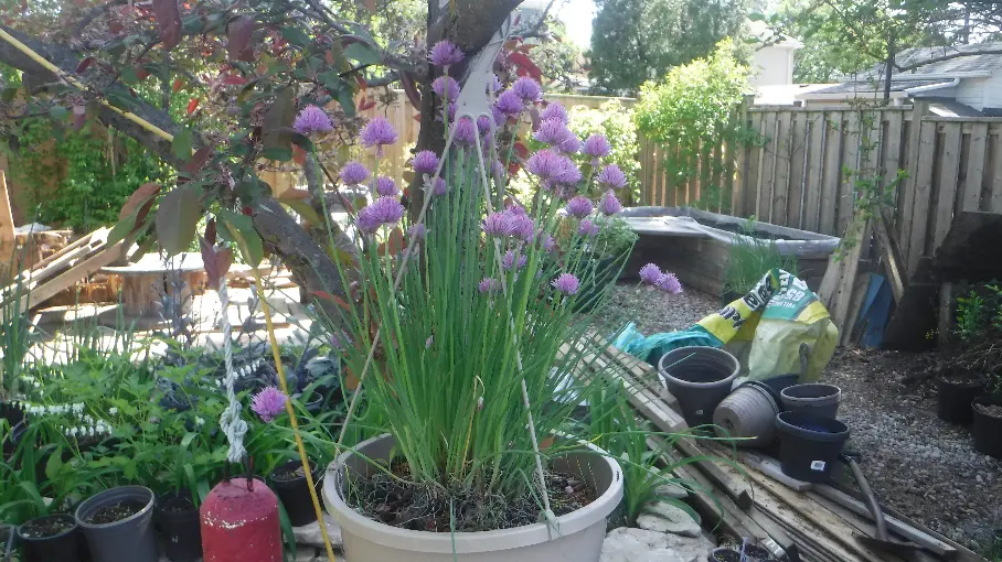 Blooming Chives