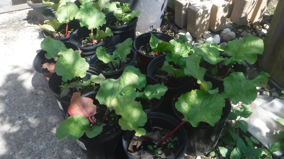 Rhubarb