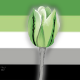 A grey and green tulip with the aromatic flag as the background