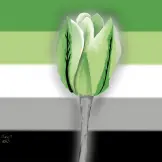 A grey and green tulip with the aromatic flag as the background