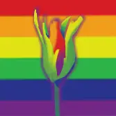 A rainbow coloured rose on the gay pride flag