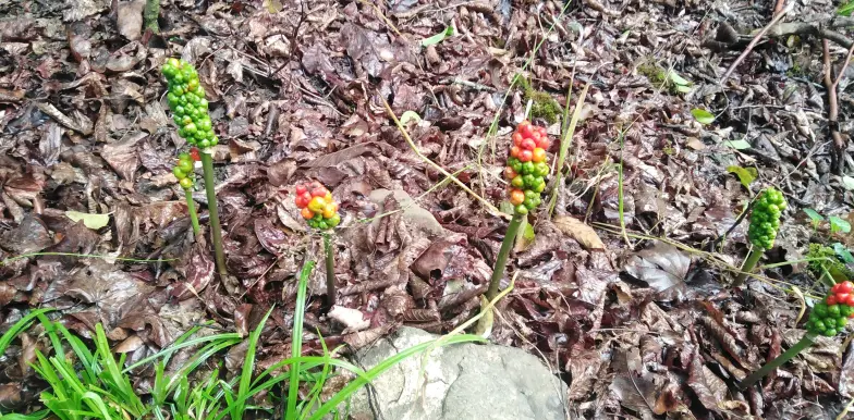 Beware of Poisonous Berries in Jungle