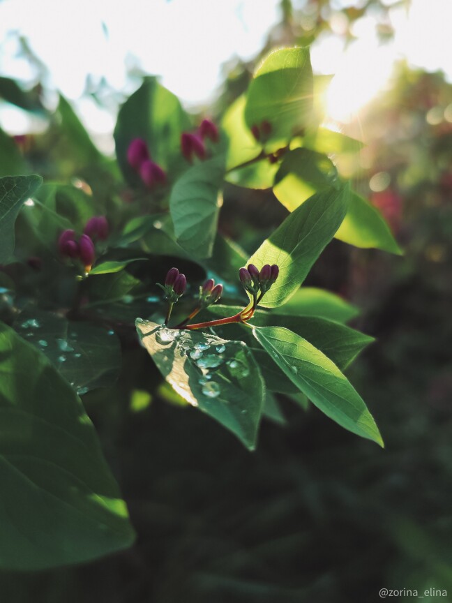 smartphone photography