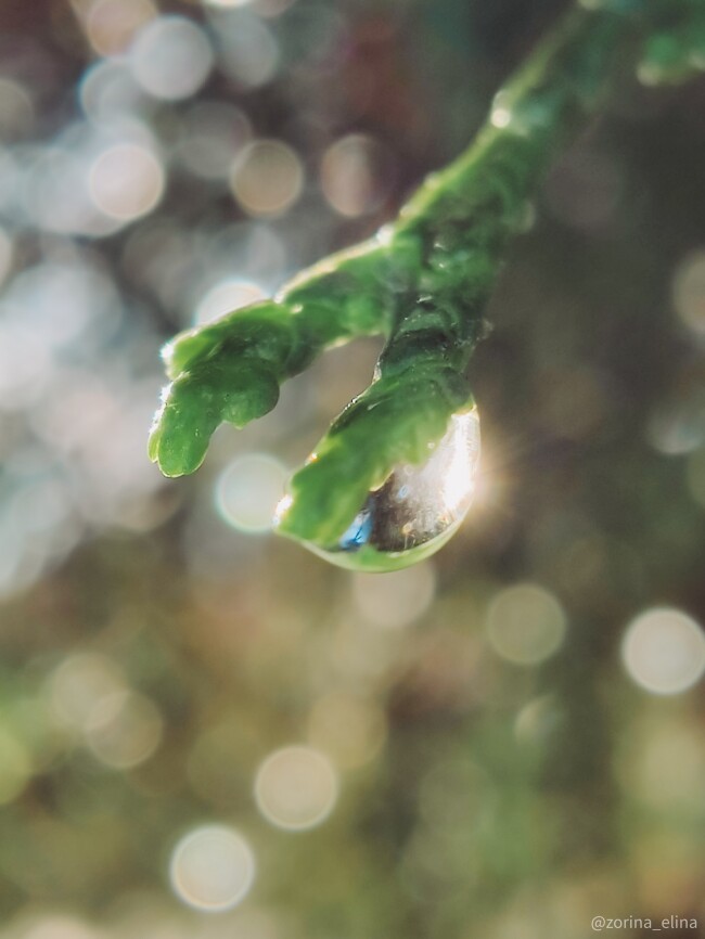 smartphone photography