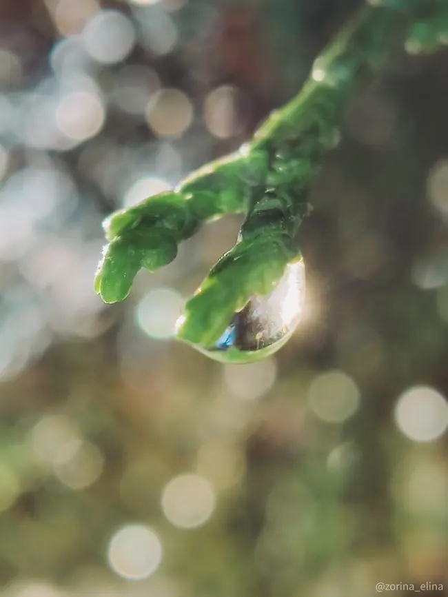 smartphone photography