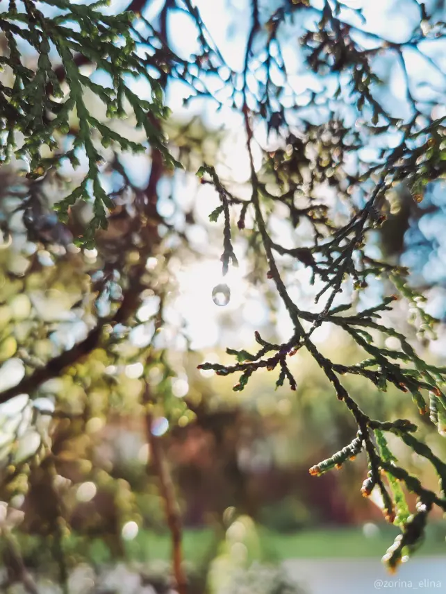 smartphone photography