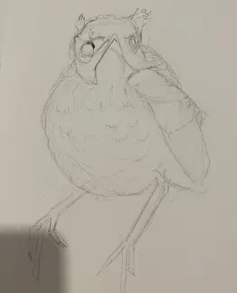 a rough sketch of a fledglin robin