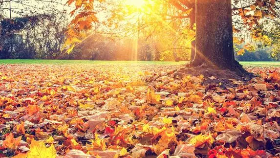 Autumn leaves are trees sick or is it influence?