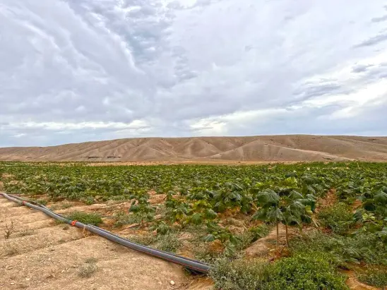 Paulownia plantations in Uzbekistan