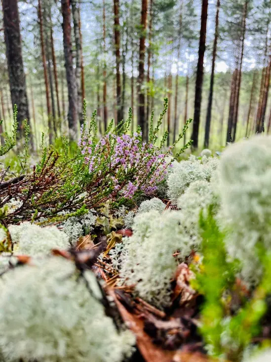 forest