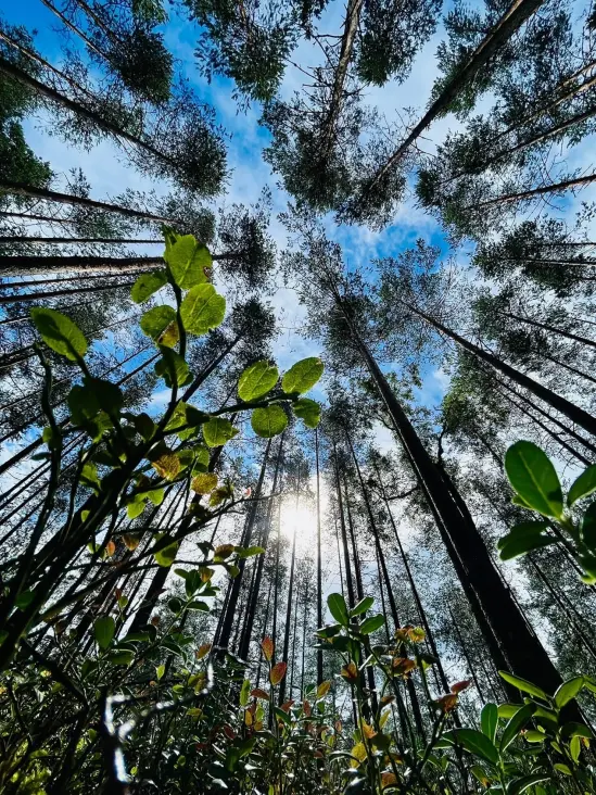 forest