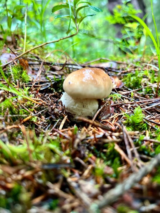 forest