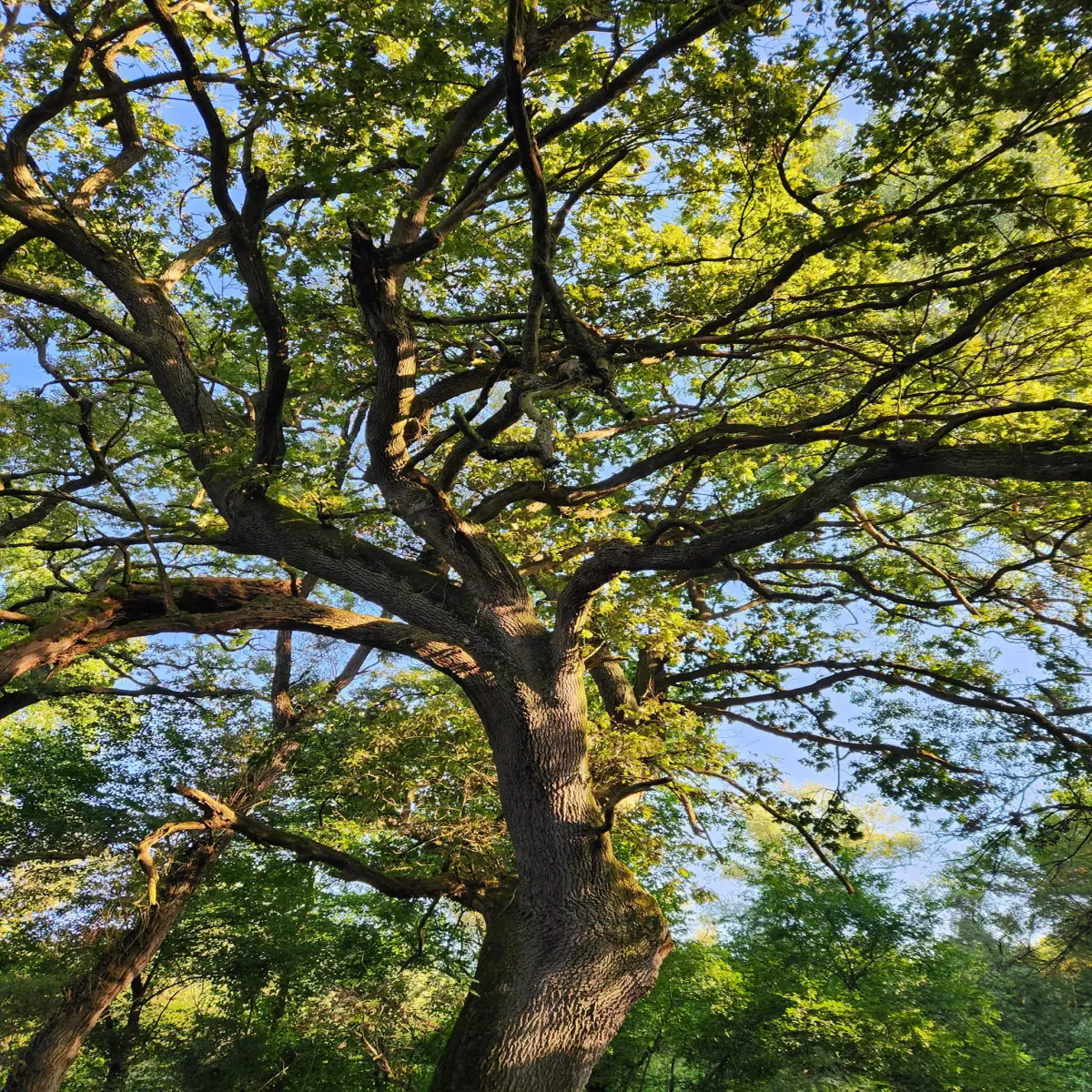 Amazing good #morning from #Liberland @liberland_org #nature #naturelovers #NatureBeauty #Freedom #libertarian #green #forest