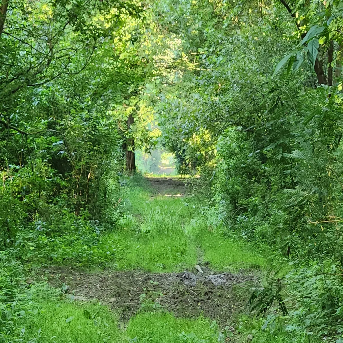 Amazing good #morning from #Liberland @liberland_org #nature #naturelovers #NatureBeauty #Freedom #libertarian #green #forest