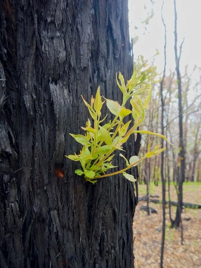 burnt tree