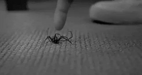spider attack