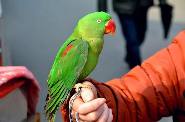 Perico