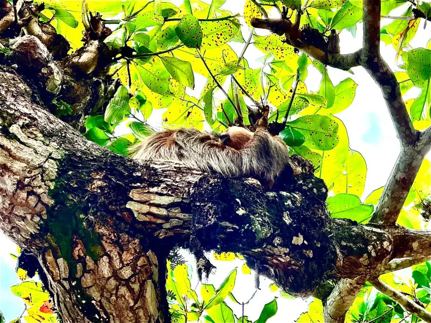 Cahuita National Park. Costa Rica, province of Limon.