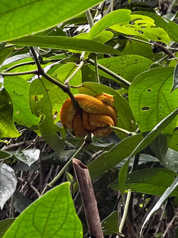 Cahuita National Park. Costa Rica, province of Limon.