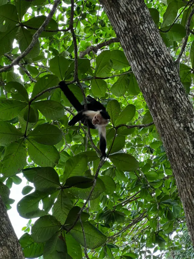 Cahuita National Park. Costa Rica, province of Limon.
