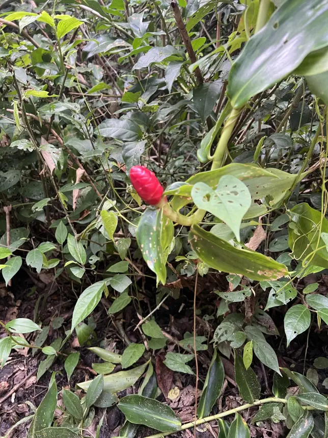 Cahuita National Park. Costa Rica, province of Limon.