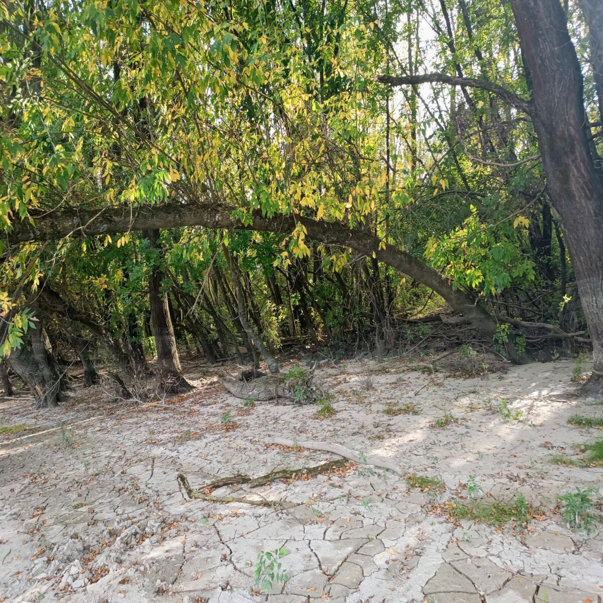 Liberty Island ❤️ #Island #Liberty #nature #danube #River #Beach #liberland #naturelovers #NatureBeauty #sand
