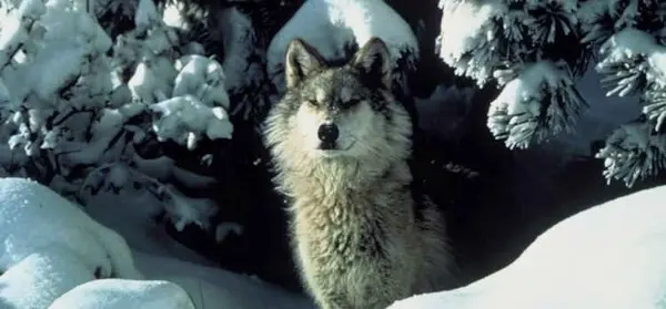 Lobo