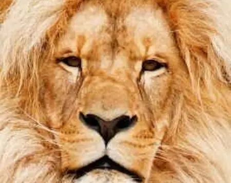 León