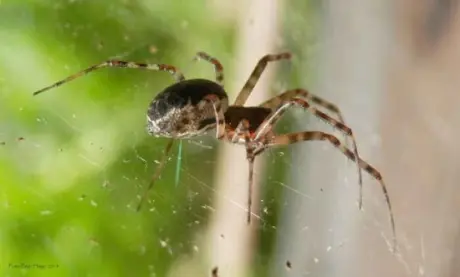 Araña