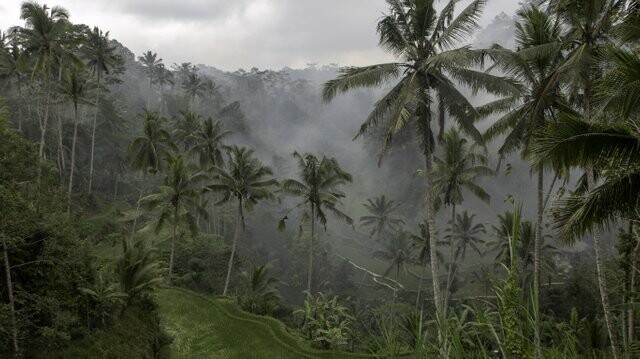 smoke in the forest